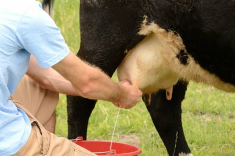 signos populares de una vaca lechera