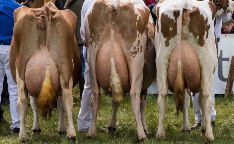 cómo deben ser las vacas lecheras