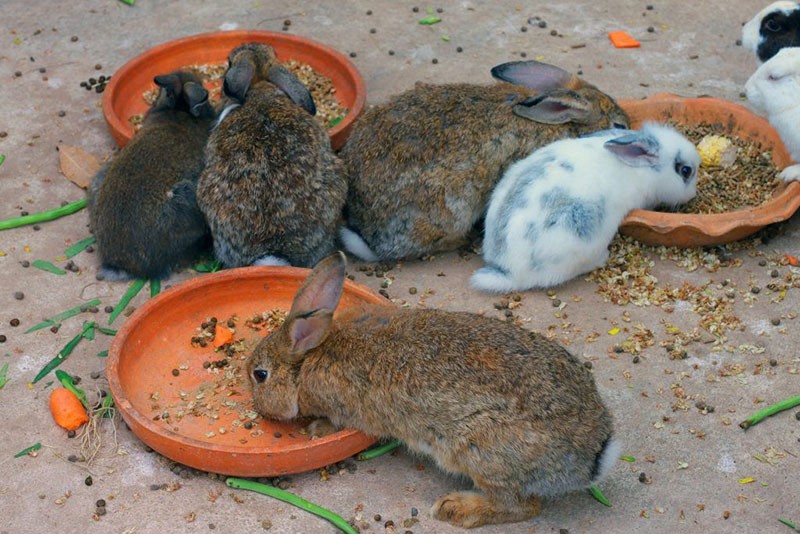 buena nutrición para conejos