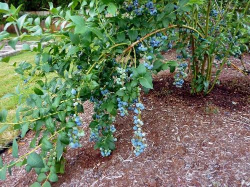 cómo cultivar arándanos en el sitio