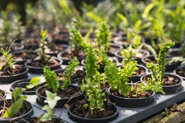 parcelles en croissance