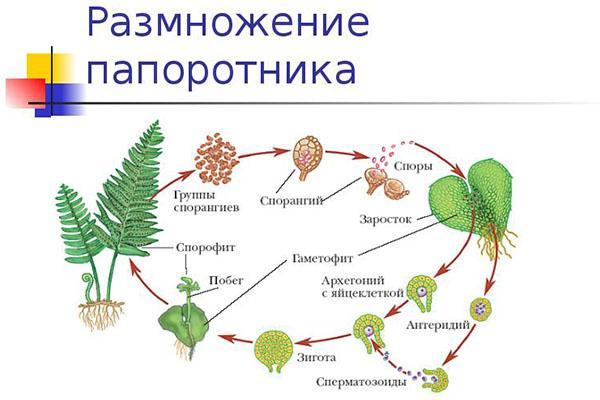 reproduction de spores