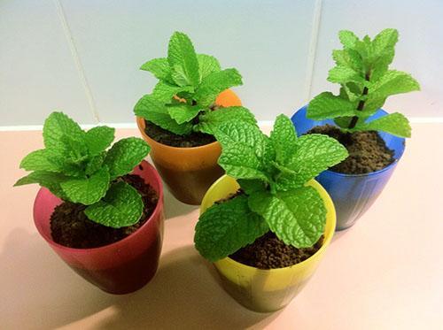 Plantas de menta joven