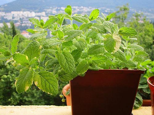 Menta fragante en el alféizar de la ventana