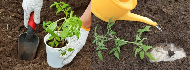 plantar plántulas en campo abierto.
