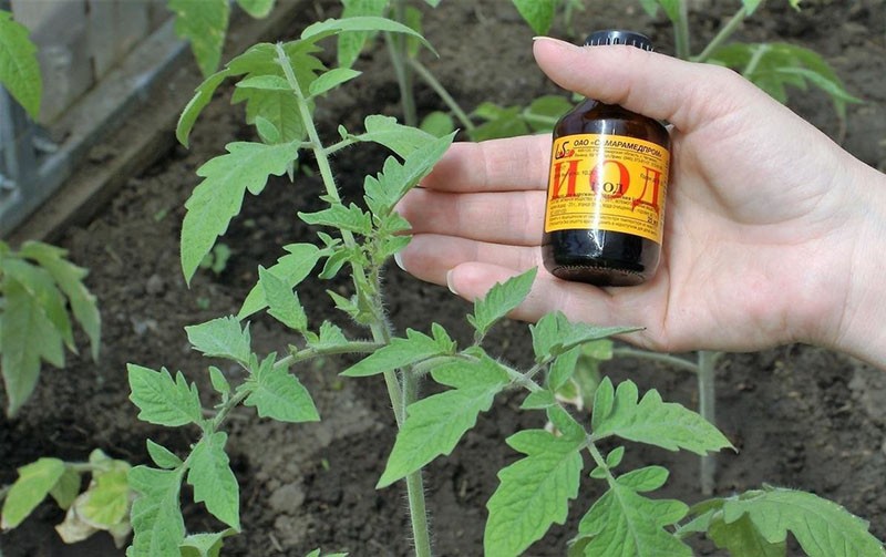 usando yodo para tomates
