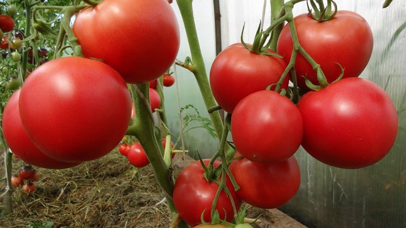 tomates determinados
