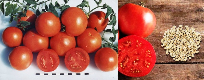 variedad de tomate de alto rendimiento