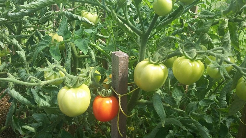 cultivo de variedades de tomate Riddle