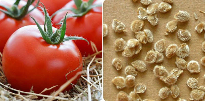 semillas de tomate acertijo