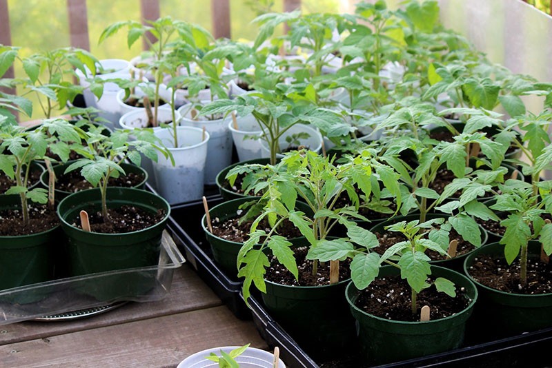 plántulas de tomate en tazas separadas