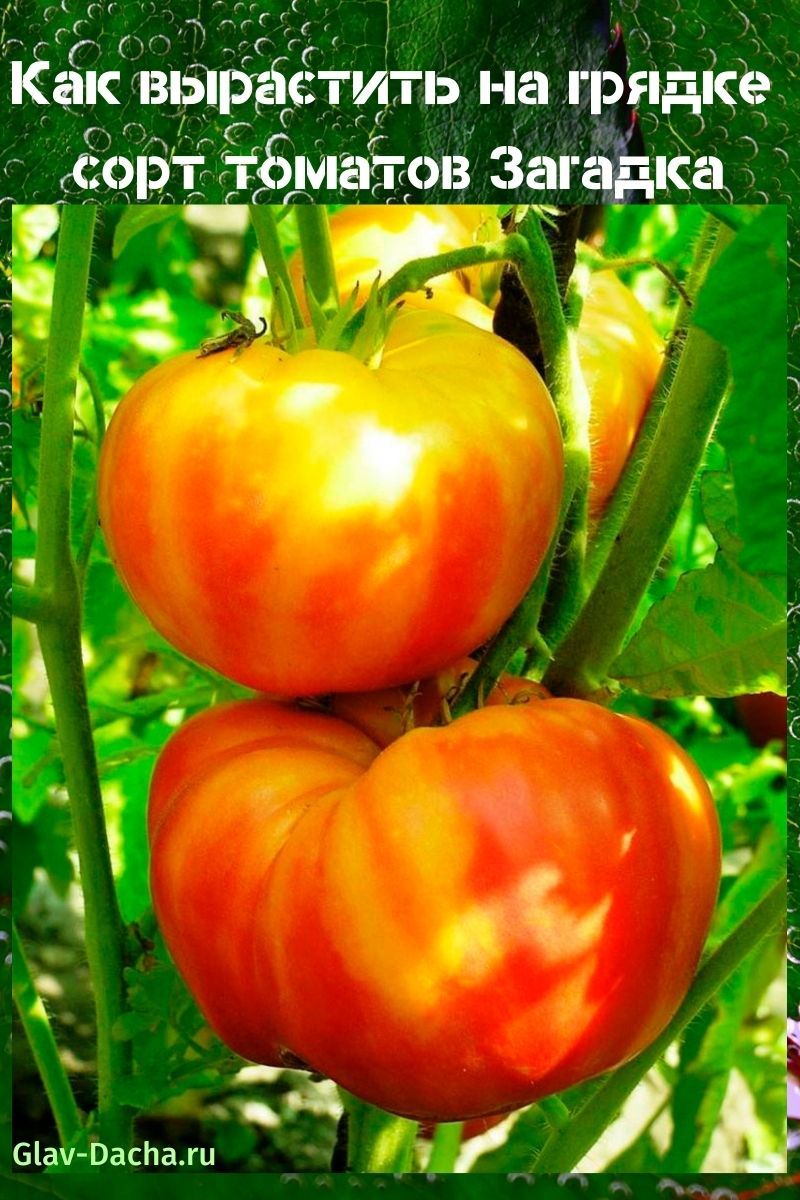 variedad de tomate Riddle