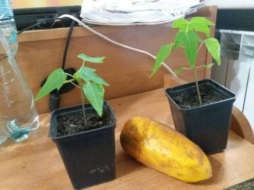 cómo cultivar papaya a partir de semillas