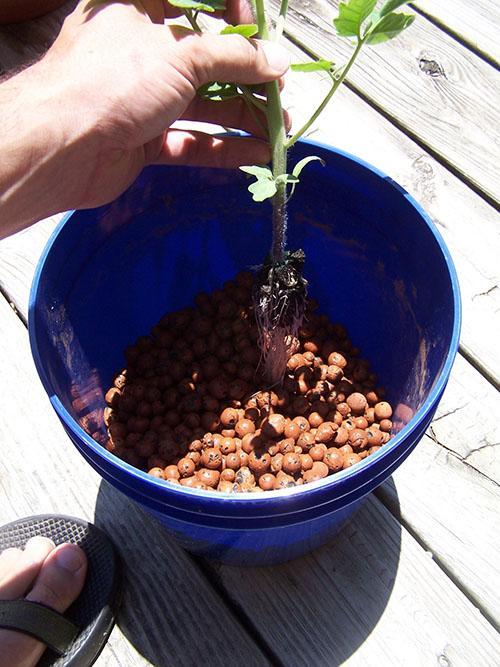 planter des tomates pour la culture hydroponique