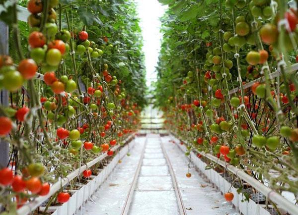 tomates hydroponiques