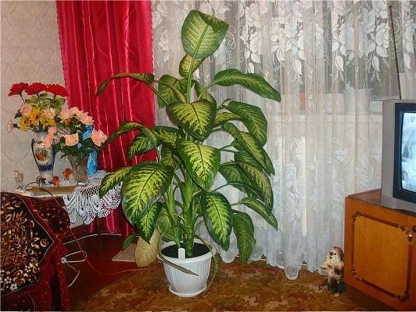 Decoración de interiores Dieffenbachia