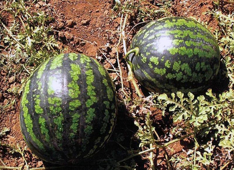 cultivo de variedades de sandía enfriar