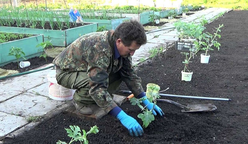 Plantar plántulas de sandía en campo abierto.