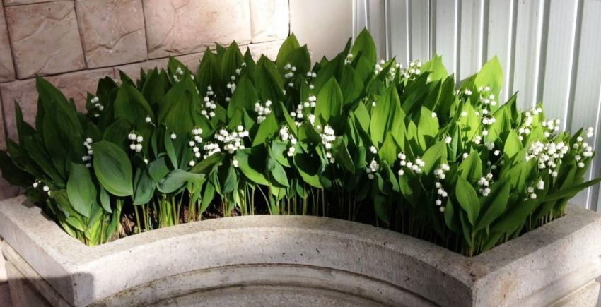 muguet dans un parterre de fleurs séparé