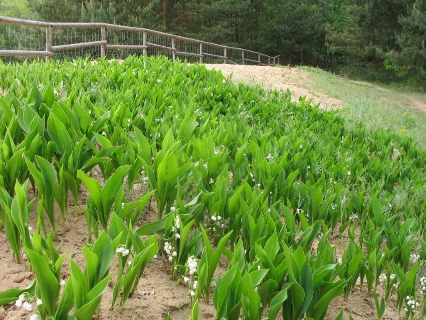 comment obtenir du muguet d'un chalet d'été