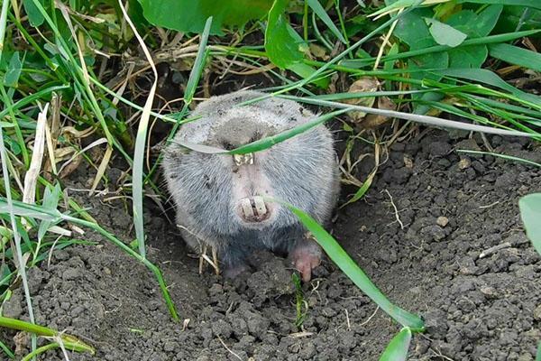 rata topo en las camas