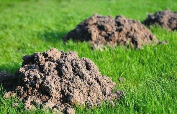 la aparición de un ciego en el jardín