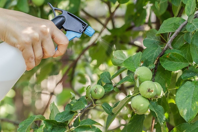 traitement des fruits mûrs