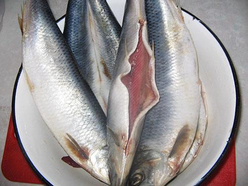 preparar pescado para salazón