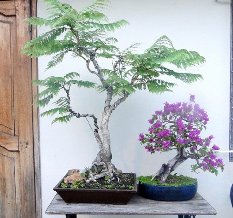 bonsai de jacaranda