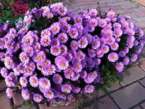 aster perenne