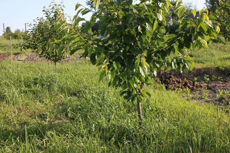 variétés de pollinisateurs pour cerise chermashnaya