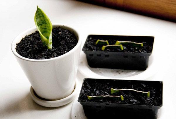 planter une feuille dans le sol