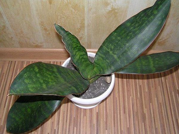 sansevieria grandis