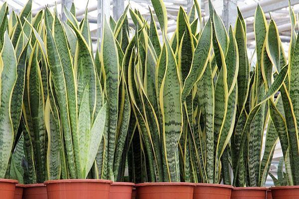 sansevieria à trois voies