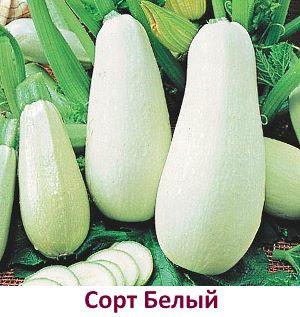 variétés de courgettes Blanc