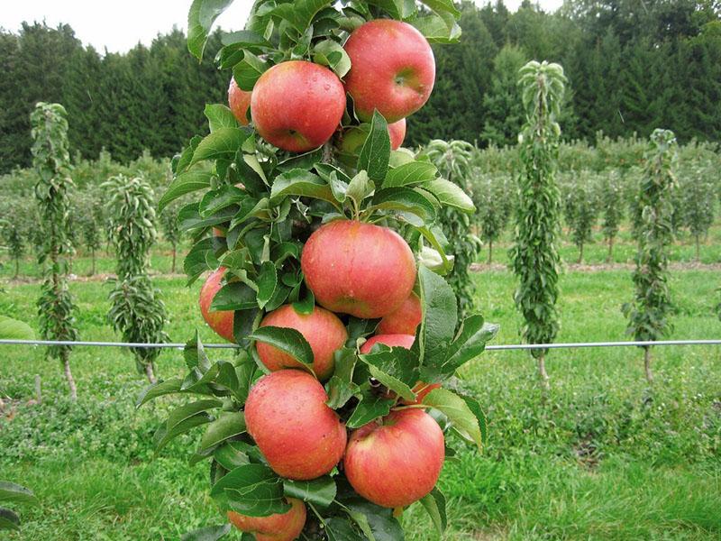 variétés tardives de pommiers colonnaires