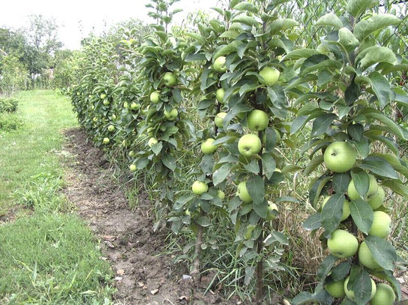 variétés de pommiers colonnaires pour la sibérie