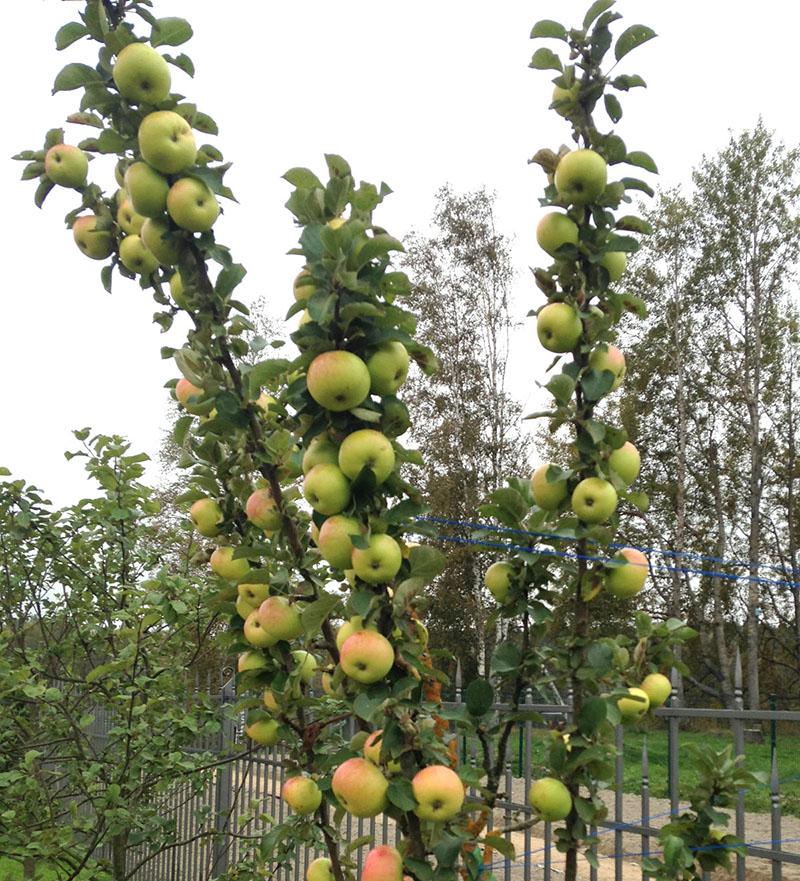 pommier en Sibérie