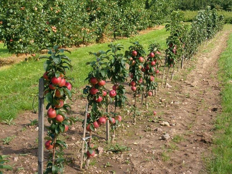 variétés précoces de pommiers colonnaires