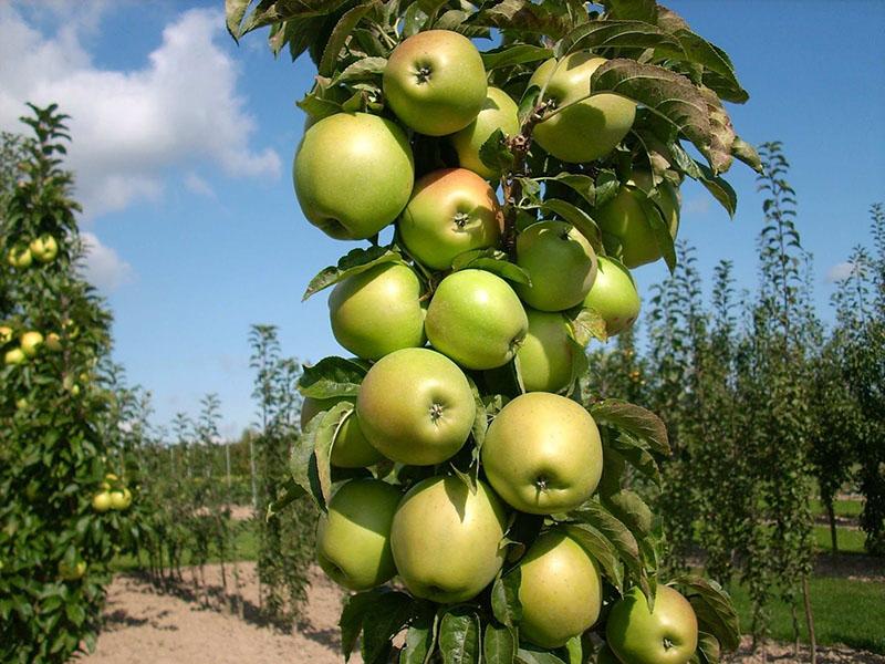 variétés d'automne de pommiers colonnaires