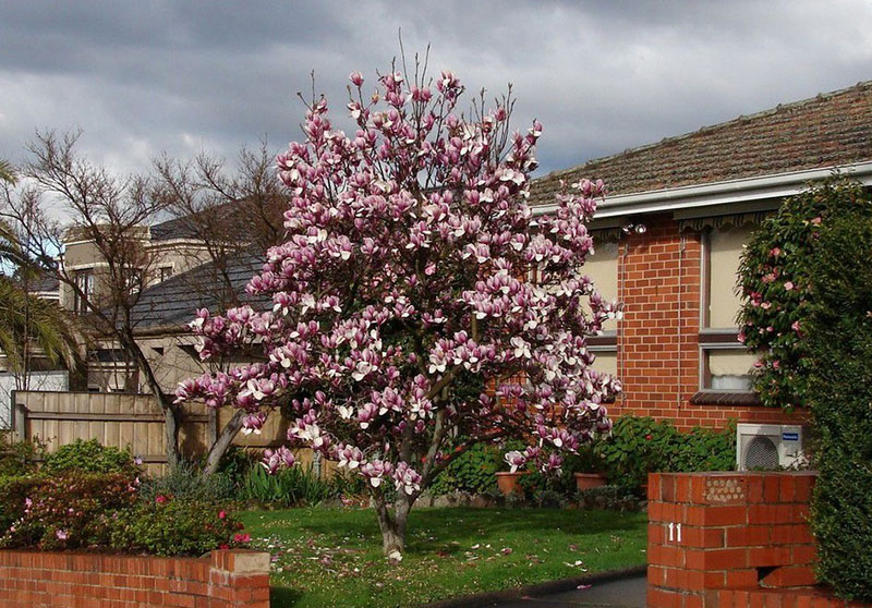 fleurs de magnolia