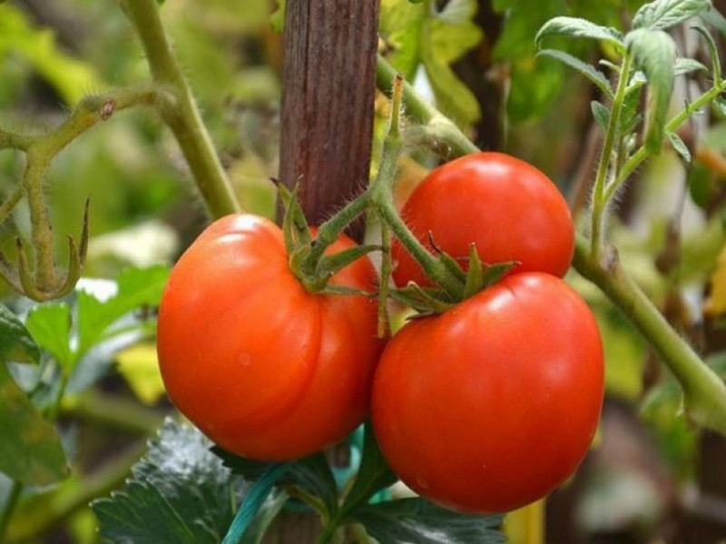 tomate de granja colectiva