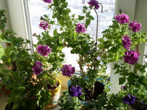 Petunias en el alféizar de la ventana