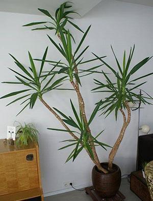 Le yucca perd son effet décoratif et a besoin d'être taillé.