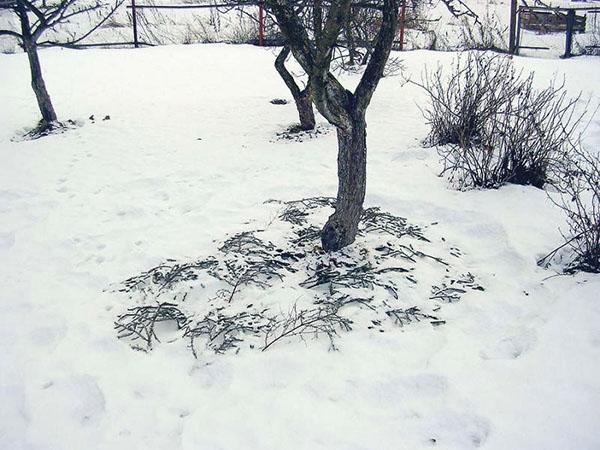 primera nieve en el jardín