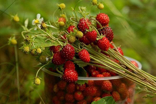 calibración de fresas silvestres