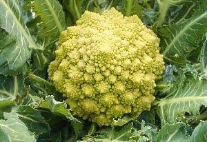 romanesco