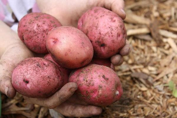 frutos grandes de patatas Rosara