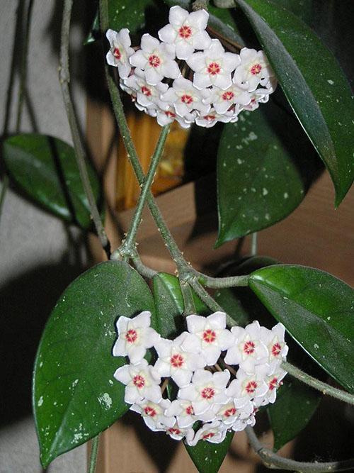 hoya