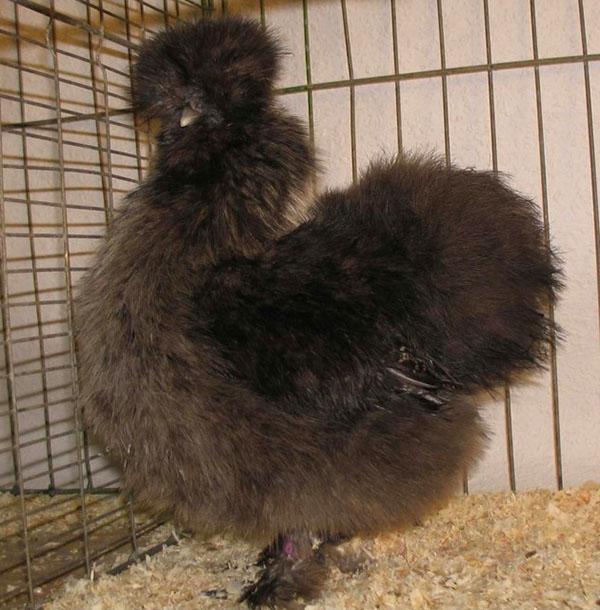 gallina negra